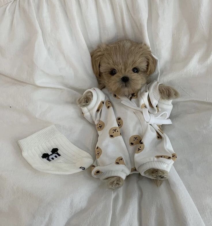Мальтипу девочка 🐩🐾
